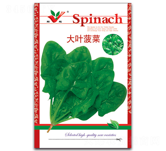 大葉菠菜-菠菜種子-豐農農業