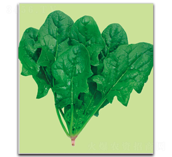 維強(qiáng)-菠菜種子-多美農(nóng)
