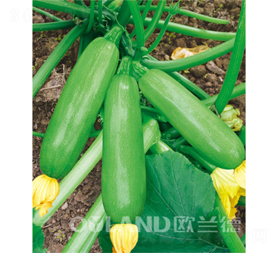 歐玉耐熱冠軍-西葫蘆種子-歐蘭德