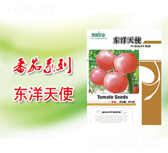 東洋天使-番茄種子-凱地農業