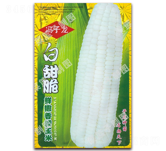 白甜脆鮮嫩香糯玉米-糯玉米種子-子龍種業