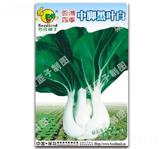 香港四季中腳黑葉白-白菜種子-子龍種業