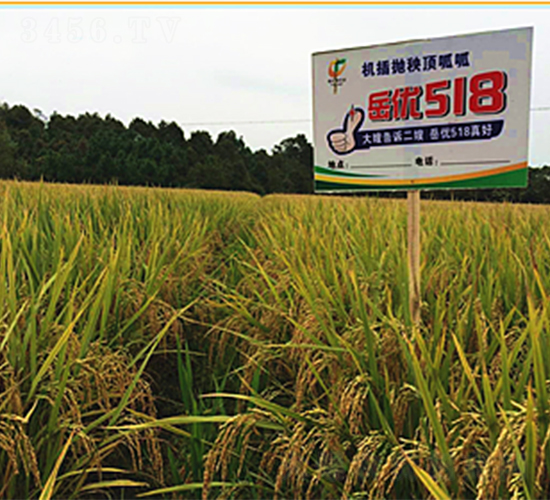 岳優(yōu)518-水稻種子-桃花源