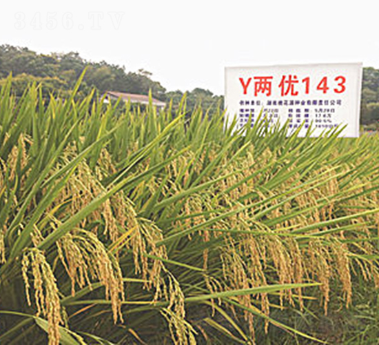 Y兩優143-水稻種子-桃花源
