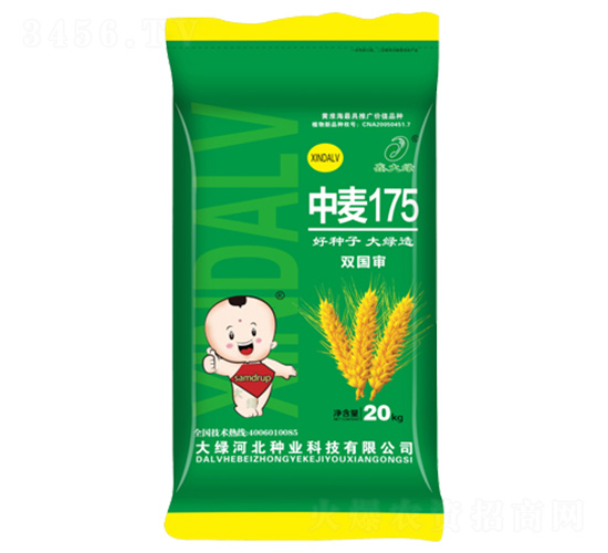中麥175-小麥種子-鑫大綠