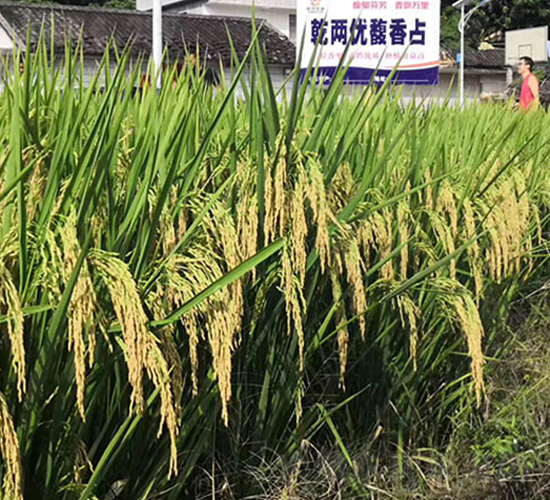 乾兩優馥香占-水稻種子-恒茂農業