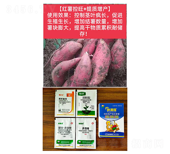 【紅薯控旺+提質增產】-胖滿園-糧滿噸