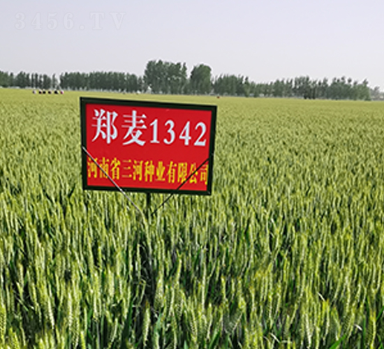 鄭麥1342-小麥種子-三河種業