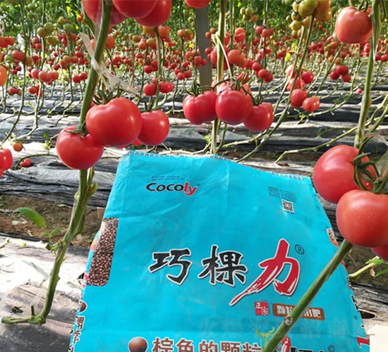 巧棵力顆粒水溶肥用在番茄上案例圖