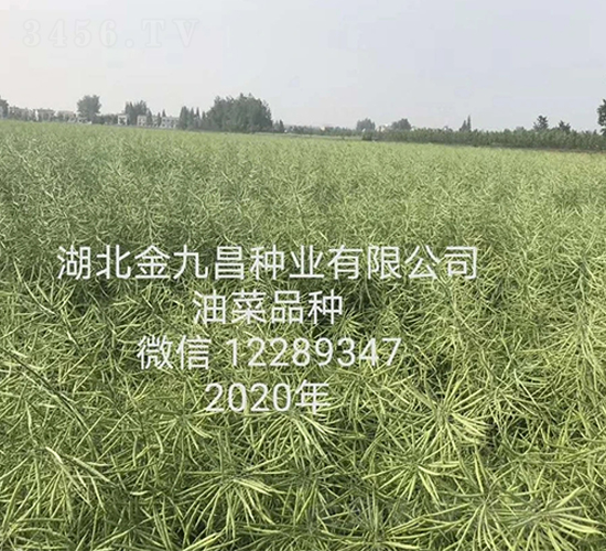 湖北金九昌種業有限公司油菜品種