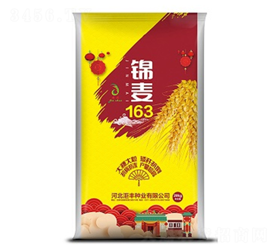 錦麥163-小麥種子-洰豐種業