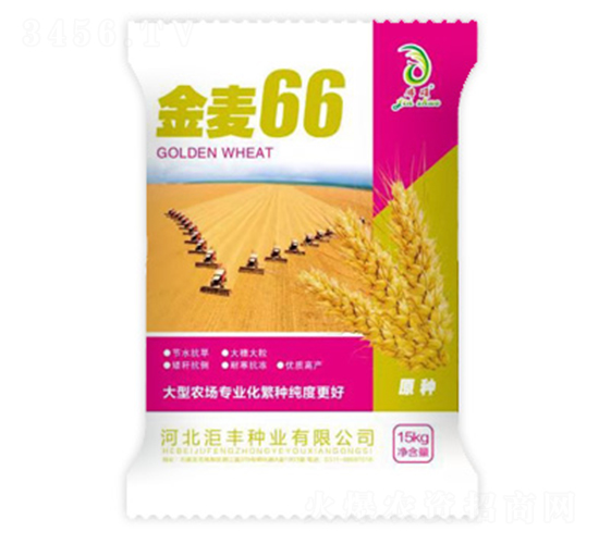 金麥66-小麥種子-洰豐種業