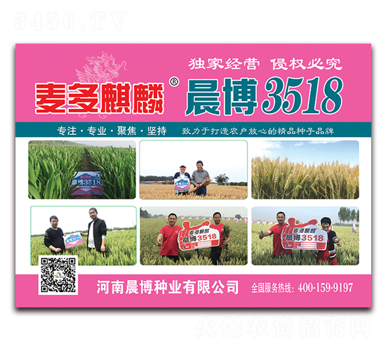麥多麒麟晨博3518-小麥種子-晨博種業
