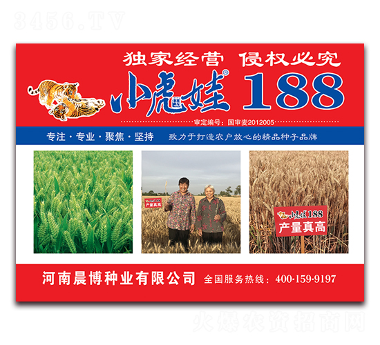 小虎娃188-小麥種子-晨博種業