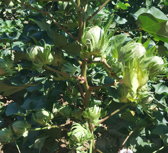 省工棉2號-棉花種子-天豐農業