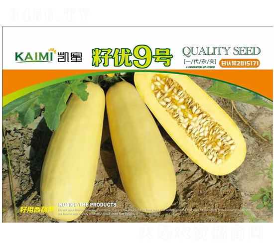 籽優9號-西葫蘆種子-酒玉種業