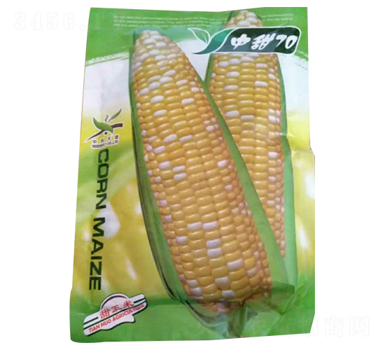 中甜70-玉米種子-酒玉種業