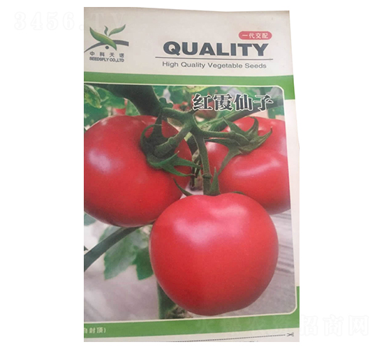 紅霞仙子-番茄種子-酒玉種業