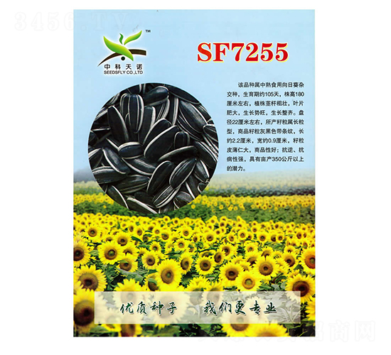 SF7255向日葵種子-酒玉種業(yè)