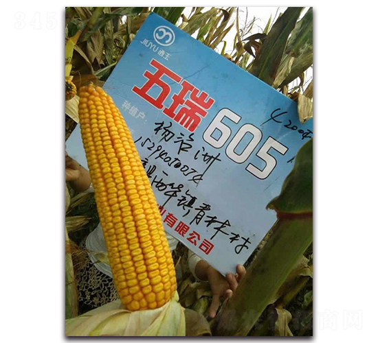 五瑞605-玉米種子-酒玉種業