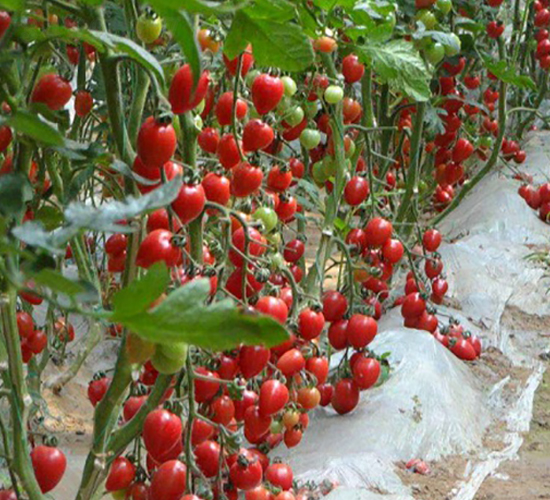 粉黛8-櫻桃番茄種子-農之潤