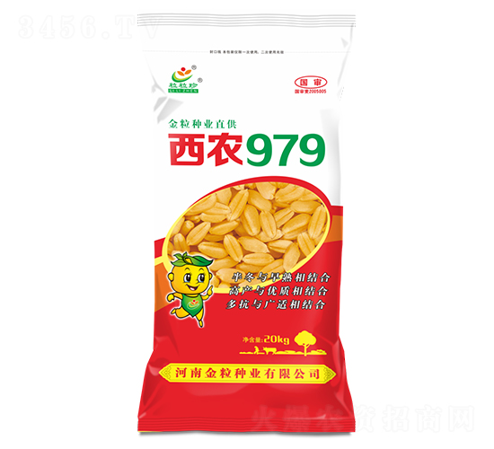 西農979-小麥種子-金粒種業