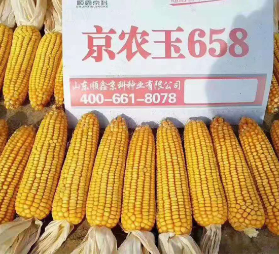 京農玉658-玉米種子-農邦樂