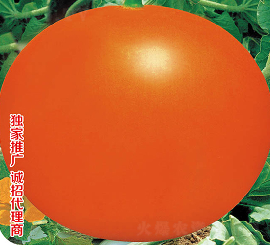 如意紅皮-甜瓜種子-高端種業