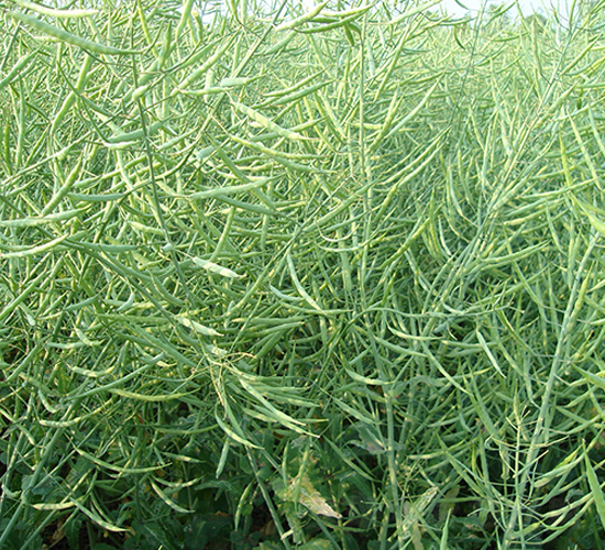 滬油雜4號-油菜種子-中江種業