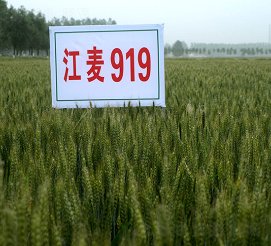 江麥919-小麥種子-中江種業