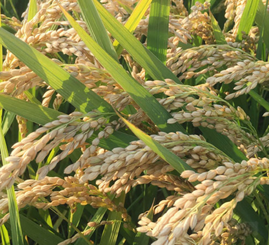 常農粳10號-粳稻種子-中江種業