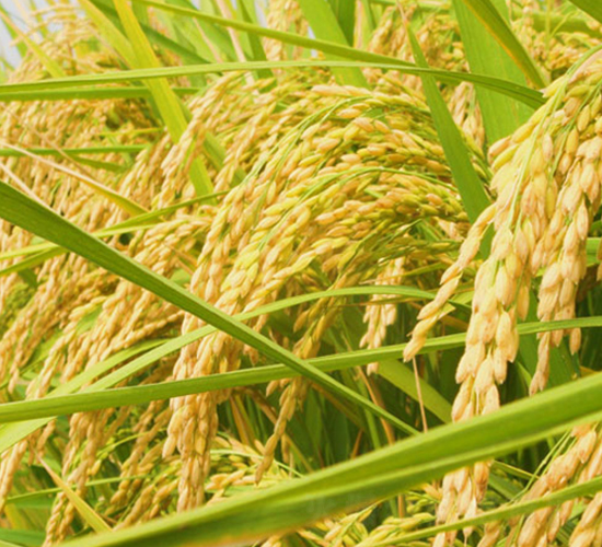 å¸¸å„ª(yÅu)5è™Ÿ-é›œäº¤ç²³ç¨»ç¨®å­-ä¸­æ±Ÿç¨®æ¥­(yÃ¨)