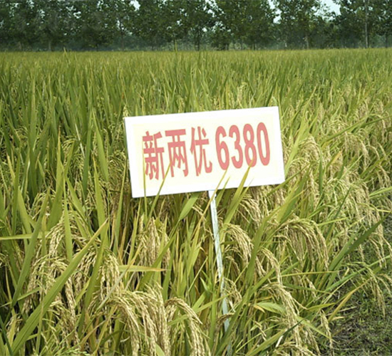 新兩優6380-雜交秈稻種子-中江種業