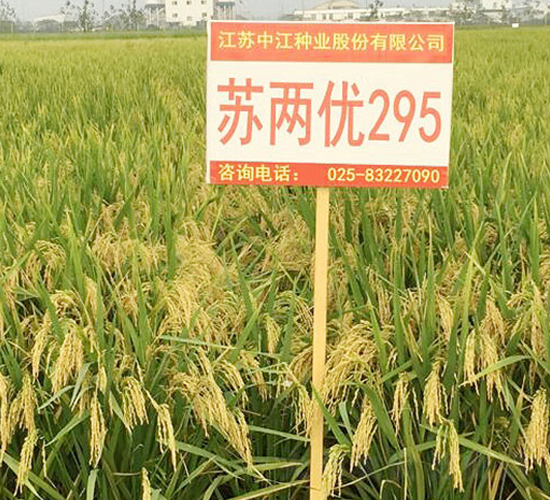 蘇兩優295-雜交秈稻種子-中江種業