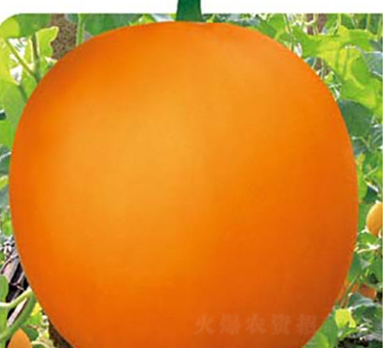 紅瑞紅-甜瓜種子-高端種業