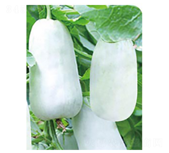 玲瓏脆-甜瓜種子-高端種業