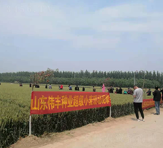 山東偉豐種業超級小麥現場觀摩會