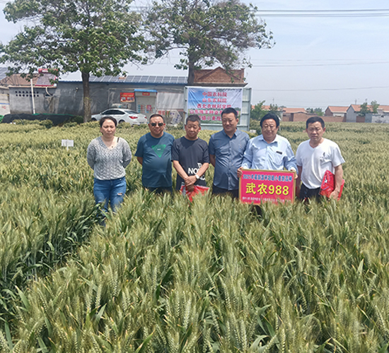 武農988小麥種子現場觀摩會