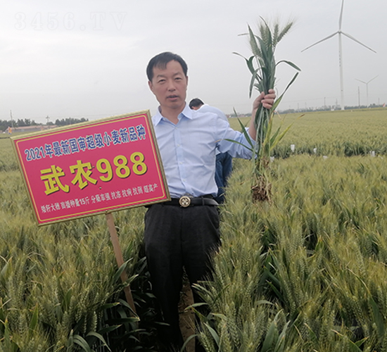 偉豐種業武農988小麥種子