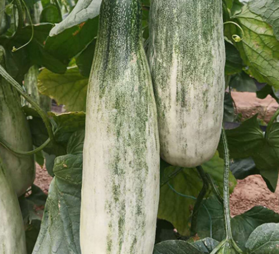 羊角蜜甜瓜種子-華邁種業