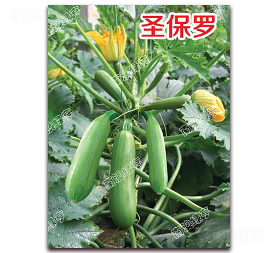 圣保羅-西葫蘆種子-南澳綠亨