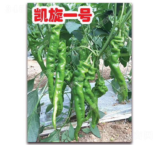 å‡±æ—‹ä¸€è™Ÿ-èžºçµ²æ¤’ç¨®å­-å—æ¾³ç¶ äº¨
