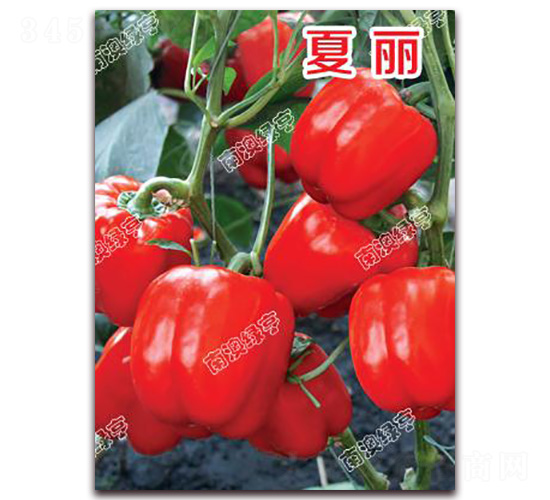 夏麗-甜椒種子-南澳綠亨