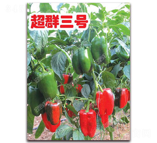 超群三號(hào)-甜椒種子-南澳綠亨