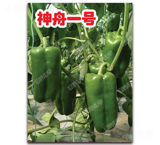 神舟一號-甜椒種子-南澳綠亨
