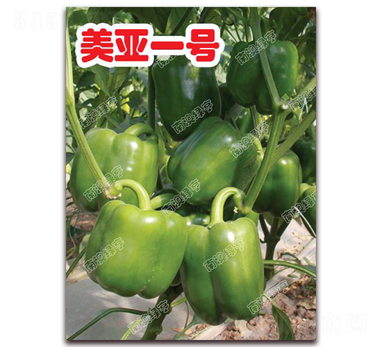美亞一號-甜椒種子-南澳綠亨