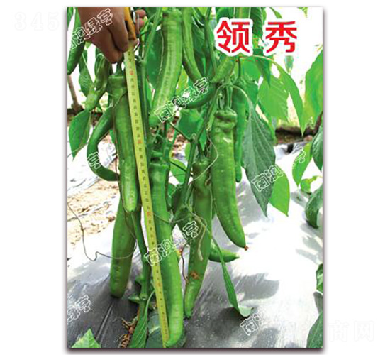 領秀-尖椒種子-南澳綠亨