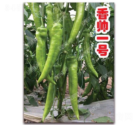 é¦™å¸¥ä¸€è™Ÿ-å°–æ¤’ç¨®å­-å—æ¾³ç¶ äº¨