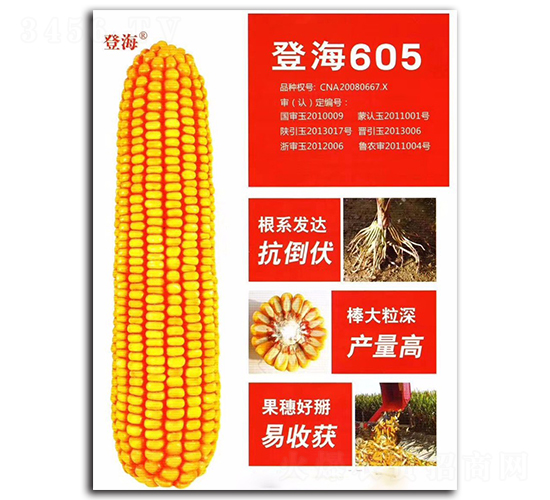 登海605-玉米種子-億享農(nóng)業(yè)