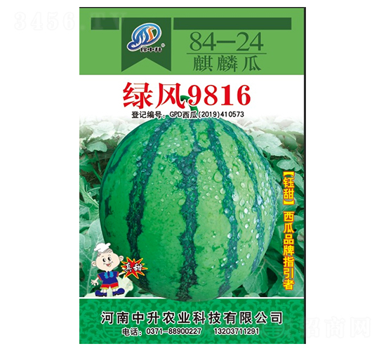綠風9816-西瓜種子-中升農業